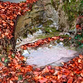 Cartoon Scene With Red Autumn Leaves Covered Ground Rock Moss And Green Plants