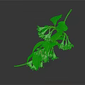 Lush Plant With Green Leaves And Delicate White Pink Flowers On Thin Branches