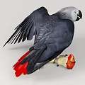 Blue Gray Parrot with Spread Wings Holding a Red and Yellow Apple
