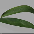 Fresh Green Leaves With Visible Veins On White Background With Subtle Shadows Below