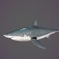 Blue Gray Shark Aquatic Animal With Streamlined Body Sharp Fins And Swimming Pose