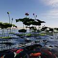 Waterside Landscape With Green Lotus Leaves Pink Flowers And Swimming Koi Fish