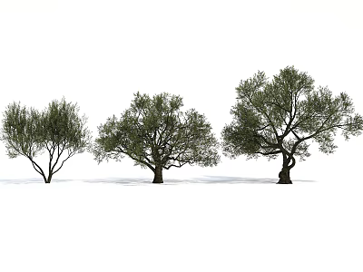 Three Olive Trees With Lush Green Foliage And Distinct Trunk Shapes In Natural Growth Form 3d model