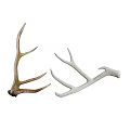 Set of Natural Brown and White Antlers for Decorative Display Purposes