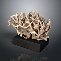 Natural Aquatic Animal Coral Formation Display On Black Wooden Base