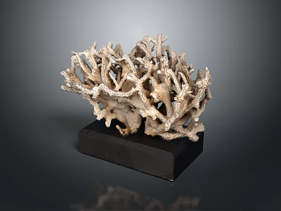 Natural Aquatic Animal Coral Formation Display On Black Wooden Base 3d model Natural Aquatic Animal Coral Formation Display On Black Wooden Base 3d model