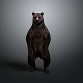 Standing Brown Bear in Upright Posture Isolated on Gray Background with Realistic Details