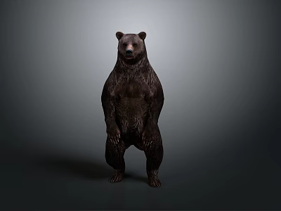 Standing Brown Bear in Upright Posture Isolated on Gray Background with Realistic Details 3d model