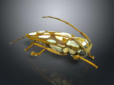 Detailed Longhorn Beetle With Long Antennae Brown White Spotted Body And Orange Legs 3d model