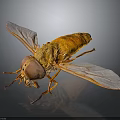 Close Up View Of Orange Fly With Transparent Wings And Large Eyes On Black Surface