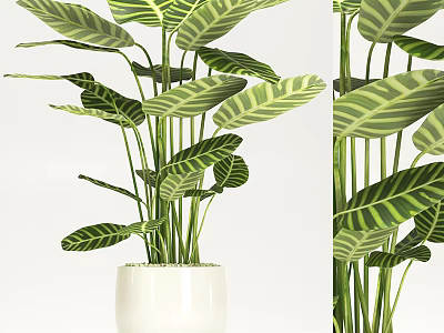 Green Leafy Potted Plant With Striped Foliage In White Ceramic Pot For Indoor Decor 3d model