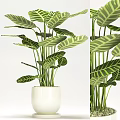 Green Leafy Potted Plant With Striped Foliage In White Ceramic Pot For Indoor Decor