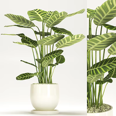 Green Leafy Potted Plant With Striped Foliage In White Ceramic Pot For Indoor Decor 3d model