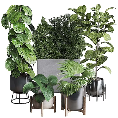 Lush Green Potted Plants With Large Leaves In Metal Pots And Stand Holders 3d model