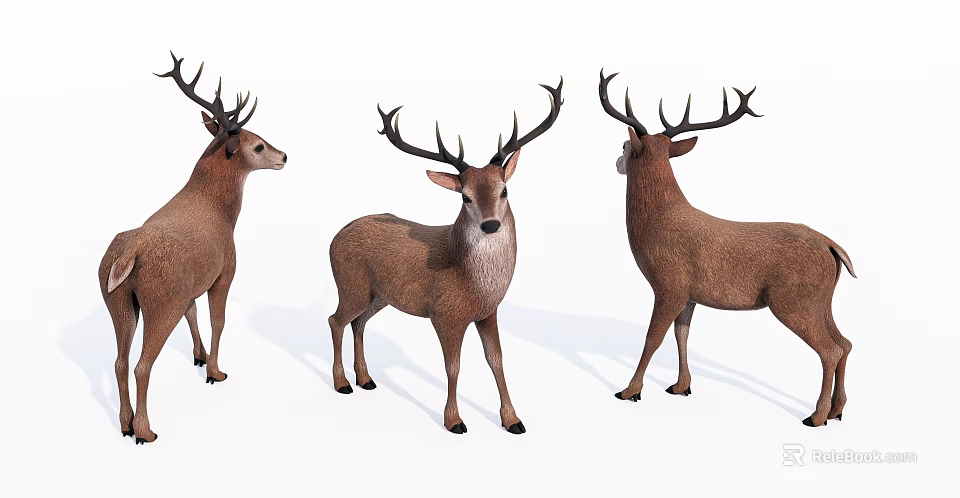 Three Brown Stags With Large Antlers Standing In White Studio Background 3d model