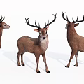 Three Brown Stags With Large Antlers Standing In White Studio Background 3d model