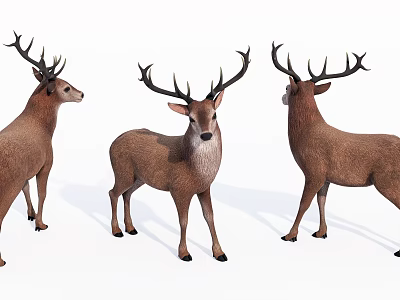 Modern Deer Animals 3d model