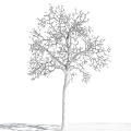 Bare Branch Tree Covered in White Frost Against Clear Blue Sky and White Clouds