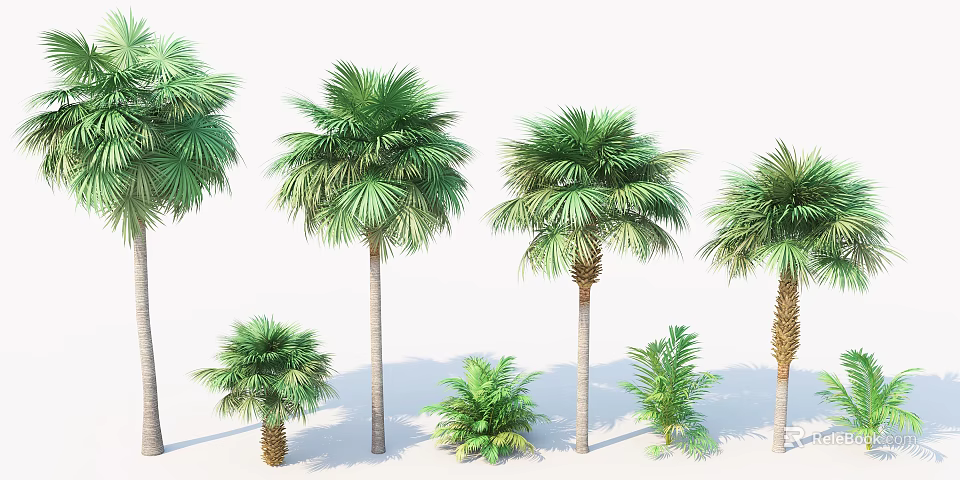 Tropical Palm Trees Of Various Sizes With Lush Green Fronds For Garden Landscaping 3d model 