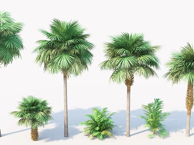 Tropical Palm Trees Of Various Sizes With Lush Green Fronds For Garden Landscaping 3d model