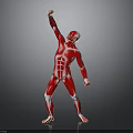 Human Organ Muscle Structure Anatomical Model With Red Muscles White Bones And Raised Arm Pose