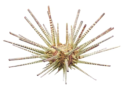 Sea Urchin with Long Brown and Green Spines Detailed Radial Structure Marine Creature 3d model