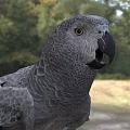 Grey Parrot with Grey Feathers and Red Tail Feathers Standing in Natural Outdoor Setting