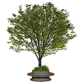 Modern Tree Pool Landscape Trees Courtyard Trees Tree Pool 3d model