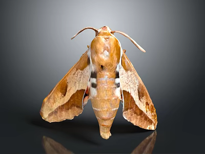 Close Up View Of Brown Moth With Unique Wing Patterns And Antennae 3d model