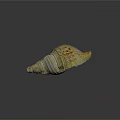 Aquatic Animal Conch Shell With Yellow And White Striped Spiral Pattern And Natural Texture