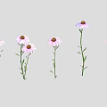 Beautiful Purple And Pink Flowers With Dark Centers Green Stems And Leaves