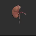Abdominal Organs 3D Illustration of Human Kidney with Blood Vessels