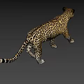 Graceful Spotted Leopard Walking In Sunlit Natural Habitat With Distinctive Fur