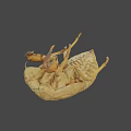 Close Up View Of Natural Cicada Exuviae With Detailed Shell Structure