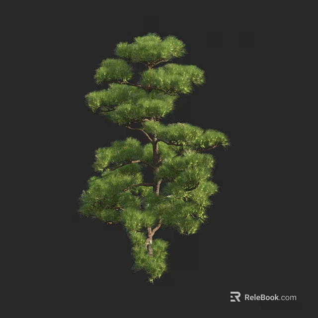 Tall Pine Tree With Lush Green Foliage And Natural Growth Shape 3d model 