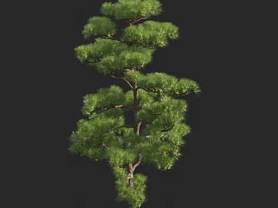Tall Pine Tree With Lush Green Foliage And Natural Growth Shape 3d model