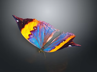 Colorful Butterfly With Vibrant Yellow Purple Blue Wings On Dark Background 3d model