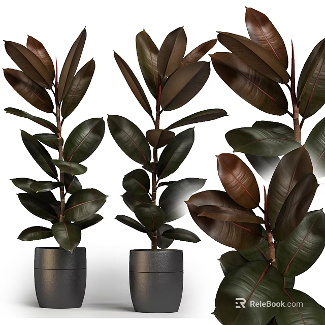 Garden Ornaments Featuring Rubber Plants With Dark Green Leaves And Red Edges In Black Pots 3d model 