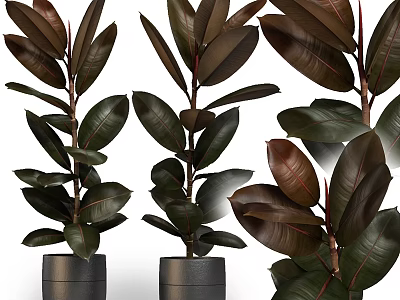Garden Ornaments Featuring Rubber Plants With Dark Green Leaves And Red Edges In Black Pots 3d model