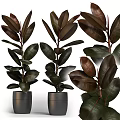 Garden Ornaments Featuring Rubber Plants With Dark Green Leaves And Red Edges In Black Pots