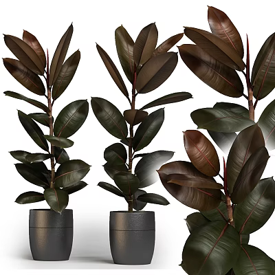 Garden Ornaments Featuring Rubber Plants With Dark Green Leaves And Red Edges In Black Pots 3d model