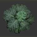 Monstera Plant With Large Green Leaves In Metallic Pot Against Grey Background