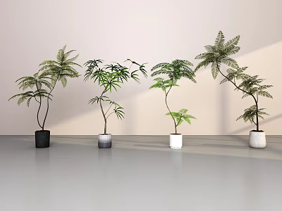 Bonsai Potted Plants With Various Pot Colors Green Foliage Indoor Display Against Wall 3d model
