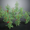 Healthy Tomato Plants With Green Leaves Red Fruits And Support Stakes