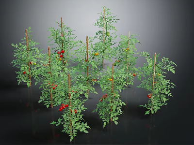 Healthy Tomato Plants With Green Leaves Red Fruits And Support Stakes 3d model