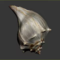 Conch Shell With Organic Texture And Hairy Appearance On Spiral Surface