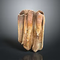 Fossilized Molar Teeth With Brown Beige Textured Surface And Multiple Roots