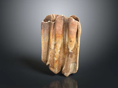 Fossilized Molar Teeth With Brown Beige Textured Surface And Multiple Roots 3d model