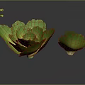 Fresh Green Lettuce Two Large And Small On Gray Background With Reflections
