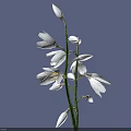 Beautiful White Flowers with Multiple Petals on Slender Stem Against Purple Background